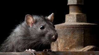 Swapna Shastra: ಕನಸಿನಲ್ಲಿ ಗಣೇಶ ಕಂಡರೆ ಏನರ್ಥ? ಸ್ವಪ್ನ ಶಾಸ್ತ್ರ ಹೇಳುವುದೇನು?