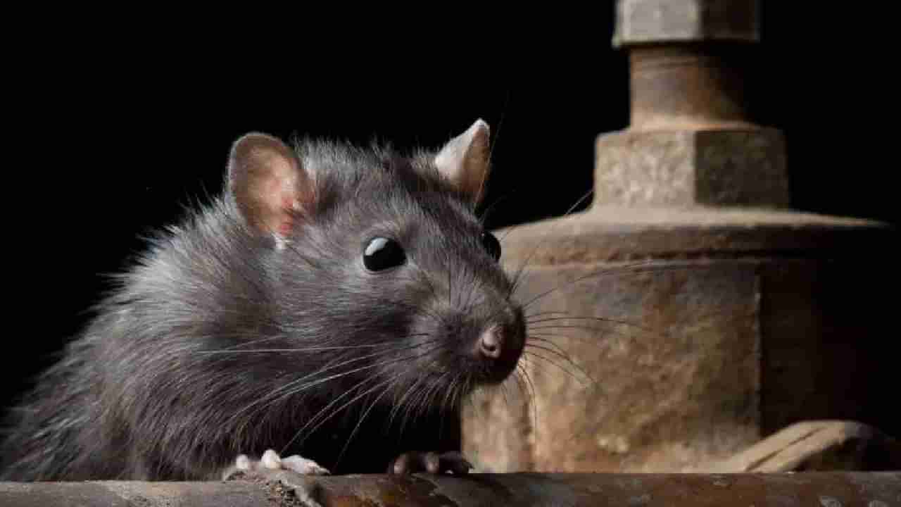 Swapna Shastra: ಕನಸಿನಲ್ಲಿ ಇಲಿ ಕಂಡರೆ ಏನರ್ಥ? ಸ್ವಪ್ನಶಾಸ್ತ್ರ ಹೇಳುವುದೇನು?