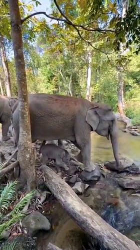 ಅಮ್ಮನ ಕಾಲಡಿ ಹೊಳೆ ದಾಟಿದ ಆನೆಮರಿಯ ನೀರಾಟ