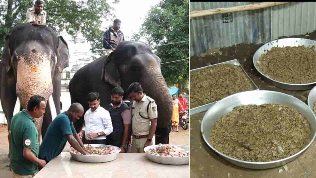 ಮೈಸೂರು ಜಂಬೂ ಸವಾರಿಗೆ ಸಿದ್ಧಗೊಳ್ಳುತ್ತಿವೆ ಗಜಪಡೆ: ನಿತ್ಯ ಪೌಷ್ಟಿಕ ಆಹಾರ, ತಿಂಡಿಪೋತ ಭೀಮ!