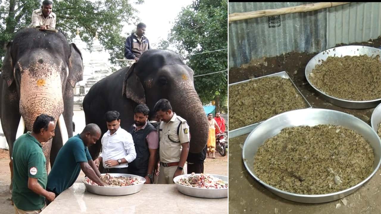 ಮೈಸೂರು ಜಂಬೂ ಸವಾರಿಗೆ ಸಿದ್ಧಗೊಳ್ಳುತ್ತಿವೆ ಗಜಪಡೆ: ನಿತ್ಯ ಪೌಷ್ಟಿಕ ಆಹಾರ, ತಿಂಡಿಪೋತ ಭೀಮ!