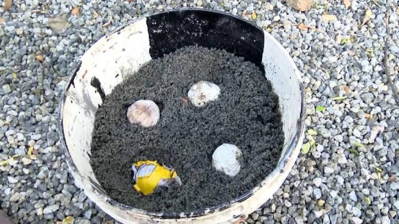 ಶಾಲೆಯ ಹೊರಗೆ ಸಿಕ್ಕಿದ್ದು ಸ್ಫೋಟಕವೆಂದು ಅರಿಯದೆ ಎಸೆದ ಬಾಲಕ, ಸ್ಫೋಟಗೊಂಡು ಇಬ್ಬರಿಗೆ ಗಾಯ ಶಾಲೆಯ ಹೊರಗೆ ಸಿಕ್ಕಿದ್ದು ಸ್ಫೋಟಕವೆಂದು ಅರಿಯದೆ ಎಸೆದ ಬಾಲಕ, ಸ್ಫೋಟಗೊಂಡು ಇಬ್ಬರಿಗೆ ಗಾಯ