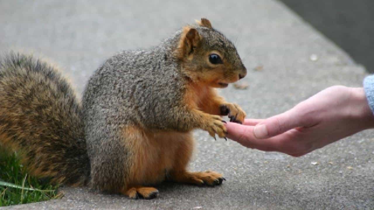 Feeding Animals: ಶಾಸ್ತ್ರಗಳ ಪ್ರಕಾರ ಪ್ರಾಣಿಗಳಿಗೆ ಆಹಾರ ನೀಡುವುದರಿಂದ ಸಿಗುತ್ತೆ ಅಪಾರ ಪ್ರಯೋಜನ Feeding Animals: ಶಾಸ್ತ್ರಗಳ ಪ್ರಕಾರ ಪ್ರಾಣಿಗಳಿಗೆ ಆಹಾರ ನೀಡುವುದರಿಂದ ಸಿಗುತ್ತೆ ಅಪಾರ ಪ್ರಯೋಜನ