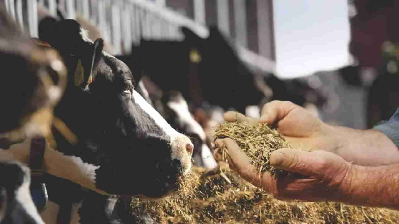 Navagraha Dosha: ನವಗ್ರಹ ದೋಷ ಹೋಗಲಾಡಿಸಲು ಹಸುವಿಗೆ ಈ ಆಹಾರಗಳನ್ನು ನೀಡಿ