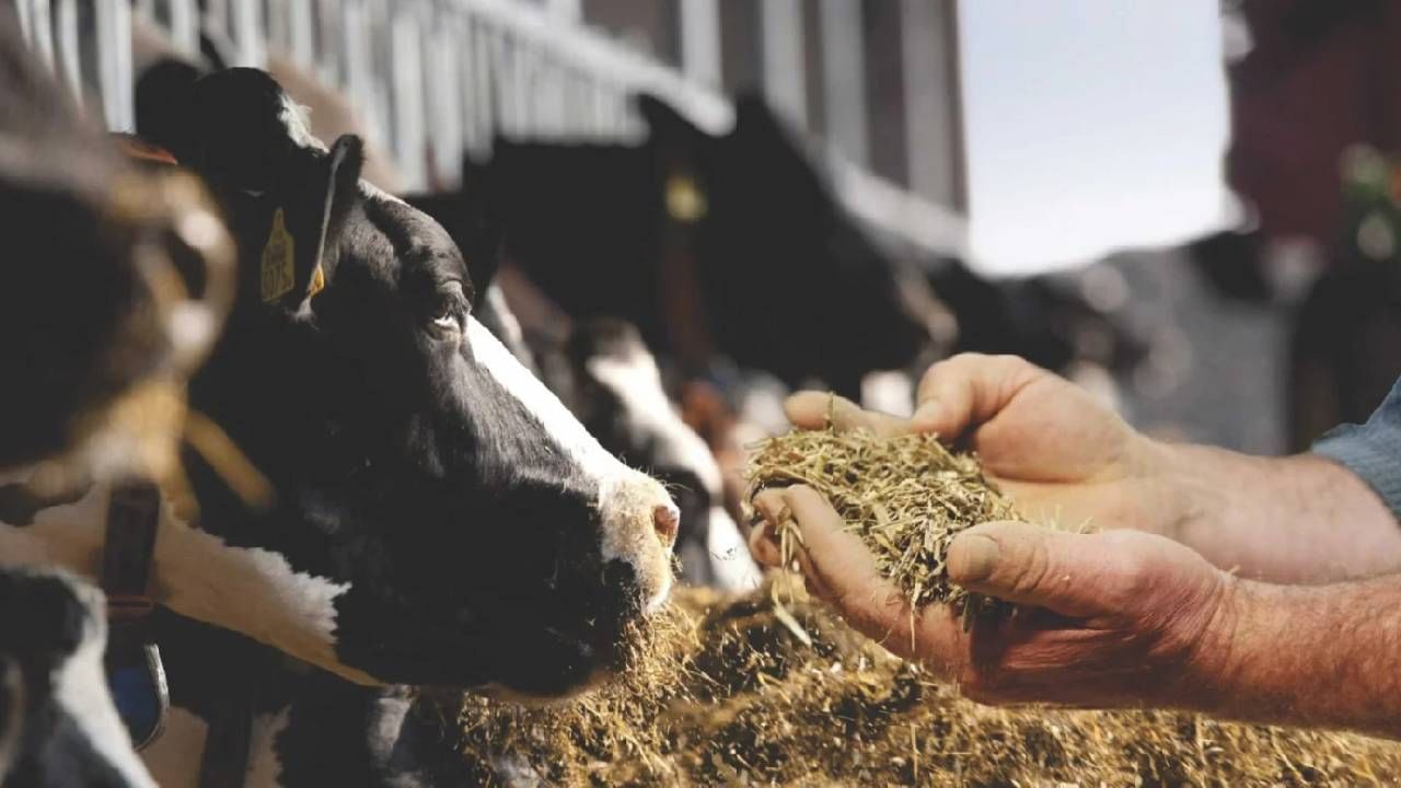 Navagraha Dosha: ನವಗ್ರಹ ದೋಷ ಹೋಗಲಾಡಿಸಲು ಹಸುವಿಗೆ ಈ ಆಹಾರಗಳನ್ನು ನೀಡಿ