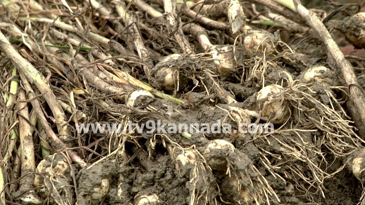 ನಿರಂತರ ಮಳೆಯಿಂದ 300 ಕ್ಕೂ ಹೆಚ್ಚು ಎಕರೆ ಪ್ರದೇಶದಲ್ಲಿ ಬೆಳೆದ ಬೆಳ್ಳುಳಿ ನಾಶ