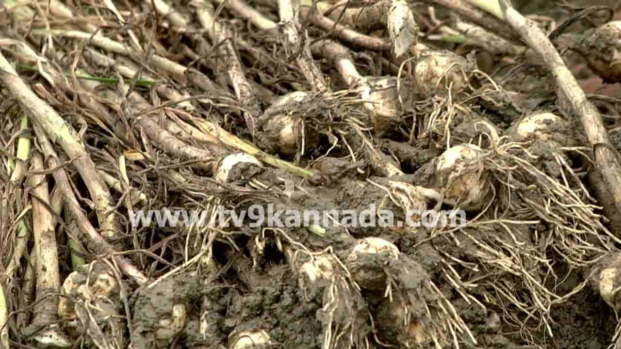 ನಿರಂತರ ಮಳೆಯಿಂದ 300 ಕ್ಕೂ ಹೆಚ್ಚು ಎಕರೆ ಪ್ರದೇಶದಲ್ಲಿ ಬೆಳೆದ ಬೆಳ್ಳುಳಿ ನಾಶ