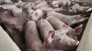 ಮಸೀದಿ ಮತ್ತು ಚರ್ಚ್​ಗಳಿಗೆ ಹೋದ ಮಾತ್ರಕ್ಕೆ ಅವು ನಮ್ಮವಾಗಲು ಸಾಧ್ಯವೇ? ವಿ ಸೋಮಣ್ಣ, ಕೇಂದ್ರ ಸಚಿವ