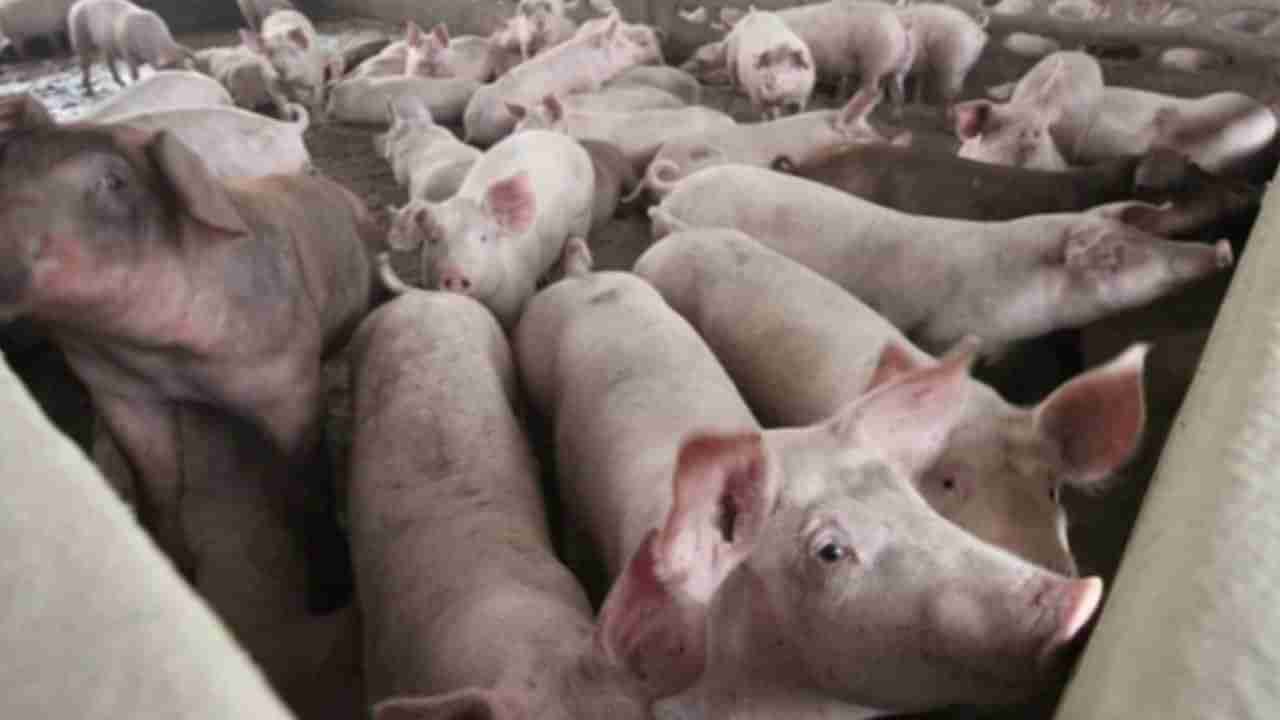 ಚಿಕ್ಕಬಳ್ಳಾಪುರ ಜಿಲ್ಲೆಗೆ ಕಾಲಿಟ್ಟ ಆಫ್ರಿಕನ್ ಹಂದಿ ಜ್ವರ: 100 ಹಂದಿಗಳು ಸಾವು!