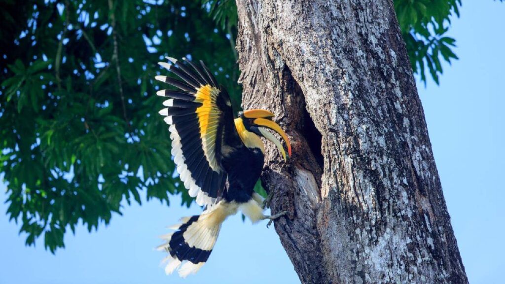 Hornbill (1)