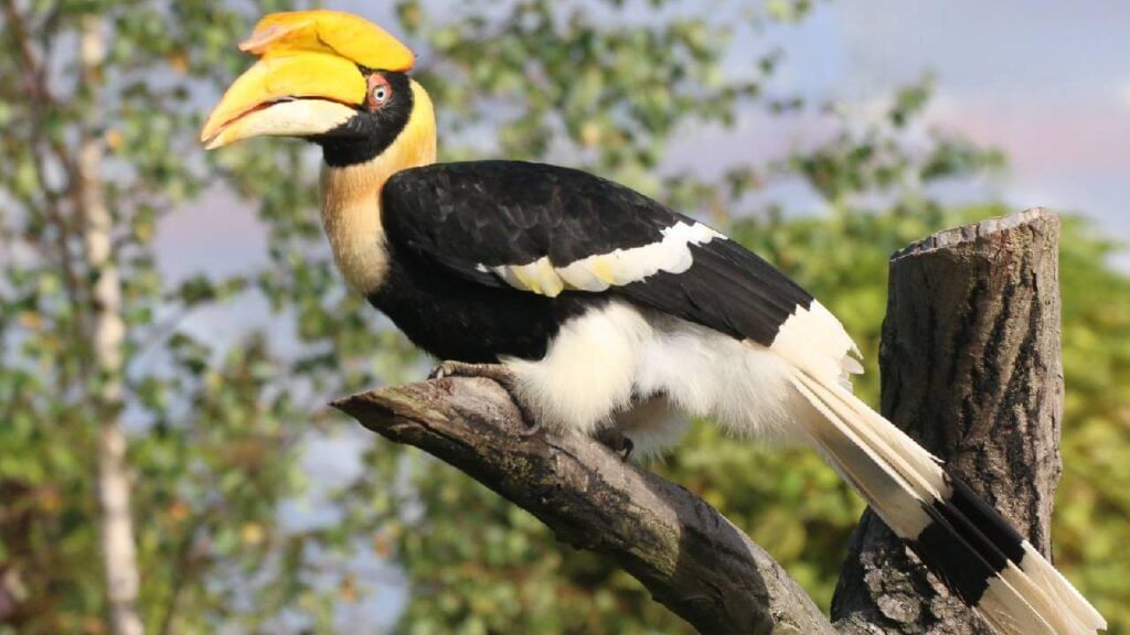 Hornbill (2)