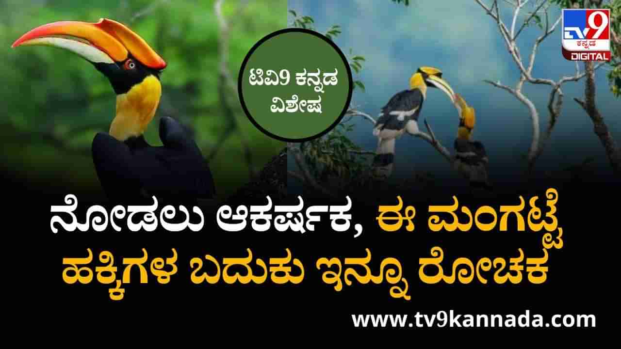 ನೋಡಲು ಆಕರ್ಷಕ, ಈ ಮಂಗಟ್ಟೆ ಹಕ್ಕಿಗಳ ಬದುಕು ಇನ್ನೂ ರೋಚಕ