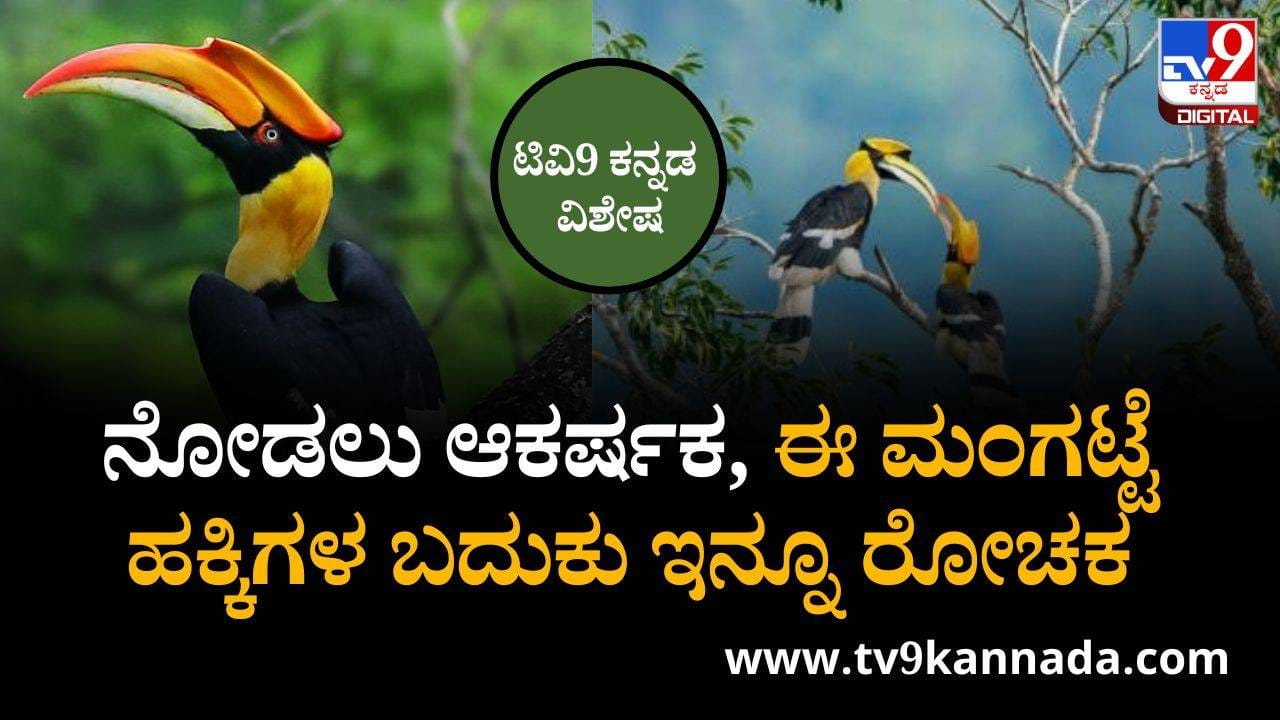 ನೋಡಲು ಆಕರ್ಷಕ, ಈ ಮಂಗಟ್ಟೆ ಹಕ್ಕಿಗಳ ಬದುಕು ಇನ್ನೂ ರೋಚಕ