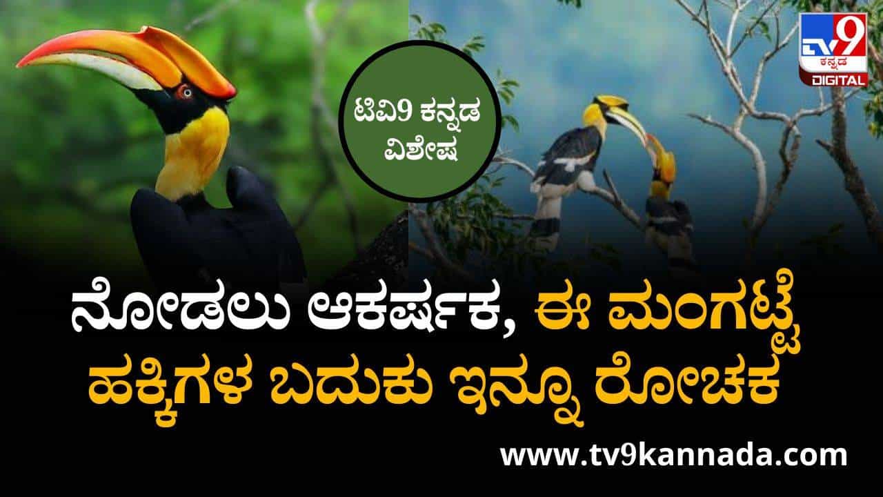 ನೋಡಲು ಆಕರ್ಷಕ, ಈ ಮಂಗಟ್ಟೆ ಹಕ್ಕಿಗಳ ಬದುಕು ಇನ್ನೂ ರೋಚಕ ನೋಡಲು ಆಕರ್ಷಕ, ಈ ಮಂಗಟ್ಟೆ ಹಕ್ಕಿಗಳ ಬದುಕು ಇನ್ನೂ ರೋಚಕ