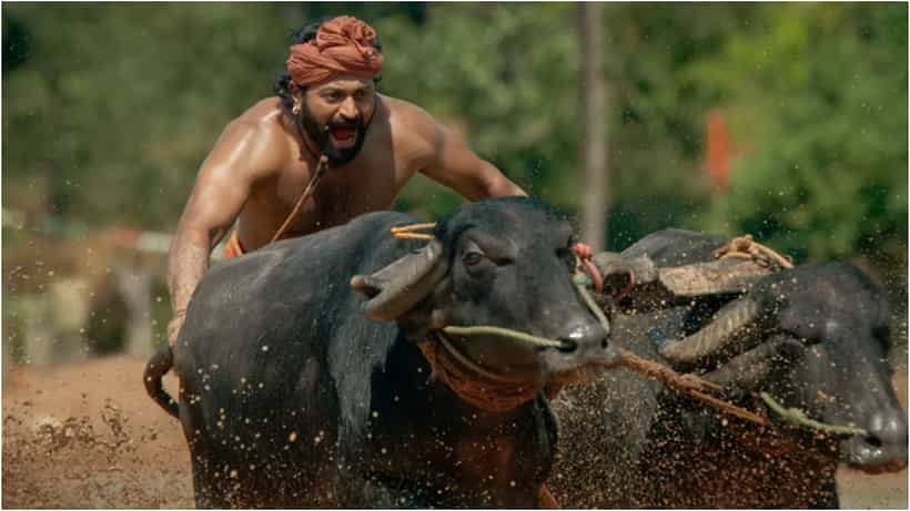 ‘ಕಾಂತಾರ’ ಚಿತ್ರದ ಕಂಬಳ ದೃಶ್ಯದಲ್ಲಿ ಮಿಂಚಿದ್ದ ಅಪ್ಪು ಕೋಣ ಸಾವು