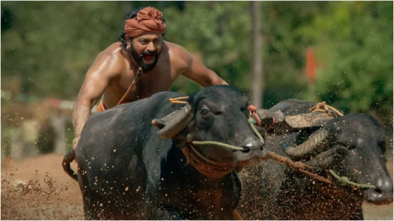 ‘ಕಾಂತಾರ’ ಚಿತ್ರದ ಕಂಬಳ ದೃಶ್ಯದಲ್ಲಿ ಮಿಂಚಿದ್ದ ಅಪ್ಪು ಕೋಣ ಸಾವು
