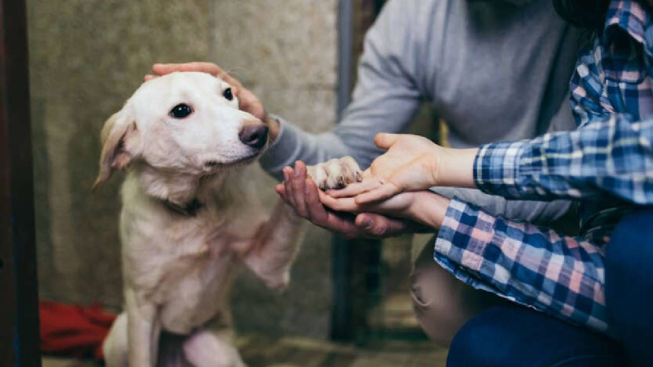 Astro Tips: ಮನೆಯಲ್ಲಿ ನಾಯಿ ಸಾಕುವುದು ಒಳ್ಳೆಯದೇ? ಜ್ಯೋತಿಷ್ಯ ಶಾಸ್ತ್ರ ಹೇಳುವುದೇನು? Astro Tips: ಮನೆಯಲ್ಲಿ ನಾಯಿ ಸಾಕುವುದು ಒಳ್ಳೆಯದೇ? ಜ್ಯೋತಿಷ್ಯ ಶಾಸ್ತ್ರ ಹೇಳುವುದೇನು?