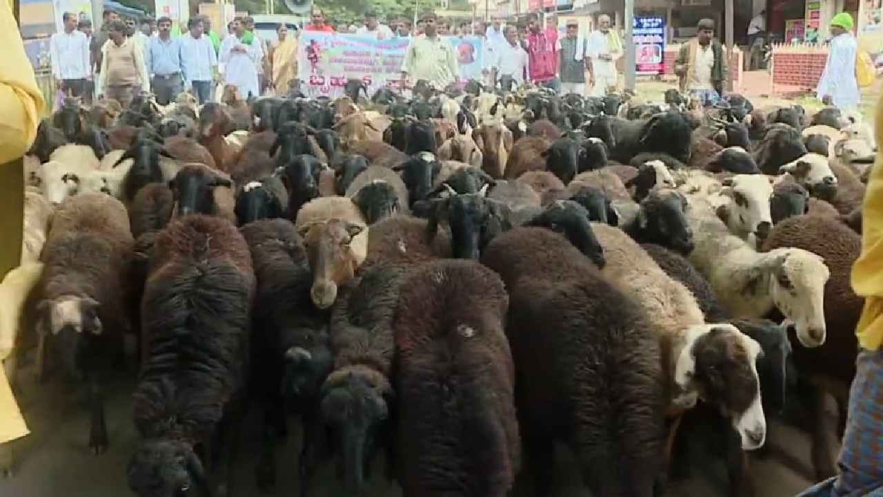 ವಿವಿಧ ಬೇಡಿಕೆ ಈಡೇರಿಸುವಂತೆ ಹುಬ್ಬಳ್ಳಿಯಲ್ಲಿ ಆಡು, ಕುರಿಗಳೊಂದಿಗೆ ಪ್ರತಿಭಟನೆ ವಿವಿಧ ಬೇಡಿಕೆ ಈಡೇರಿಸುವಂತೆ ಹುಬ್ಬಳ್ಳಿಯಲ್ಲಿ ಆಡು, ಕುರಿಗಳೊಂದಿಗೆ ಪ್ರತಿಭಟನೆ