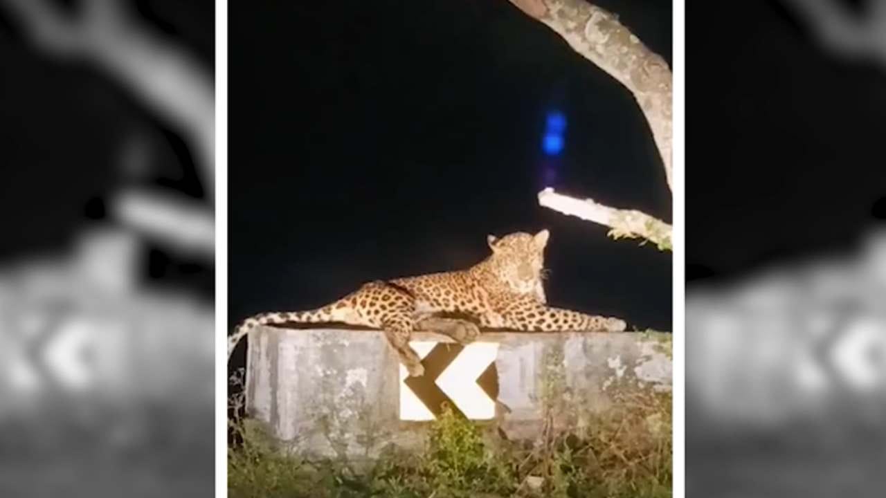 Chamarajanagar: ರಸ್ತೆ ತಡೆಗೋಡೆ ಮೇಲೆ ಕುಳಿತು ಕ್ಯಾಮೆರಾಗೆ ಪೋಸ್​​ ಕೊಟ್ಟ ಚಿರತೆ