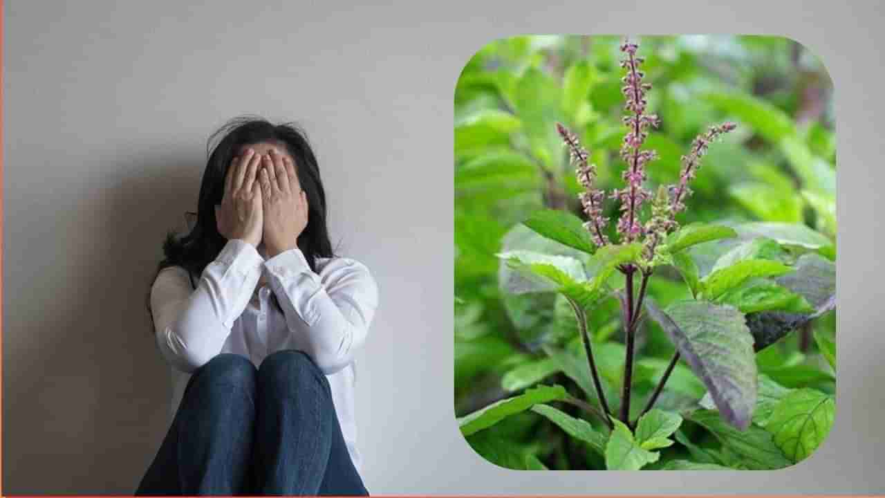 ಆತಂಕ, ಒತ್ತಡಕ್ಕೆ ಈ ಎಲೆ ಪರಿಹಾರ