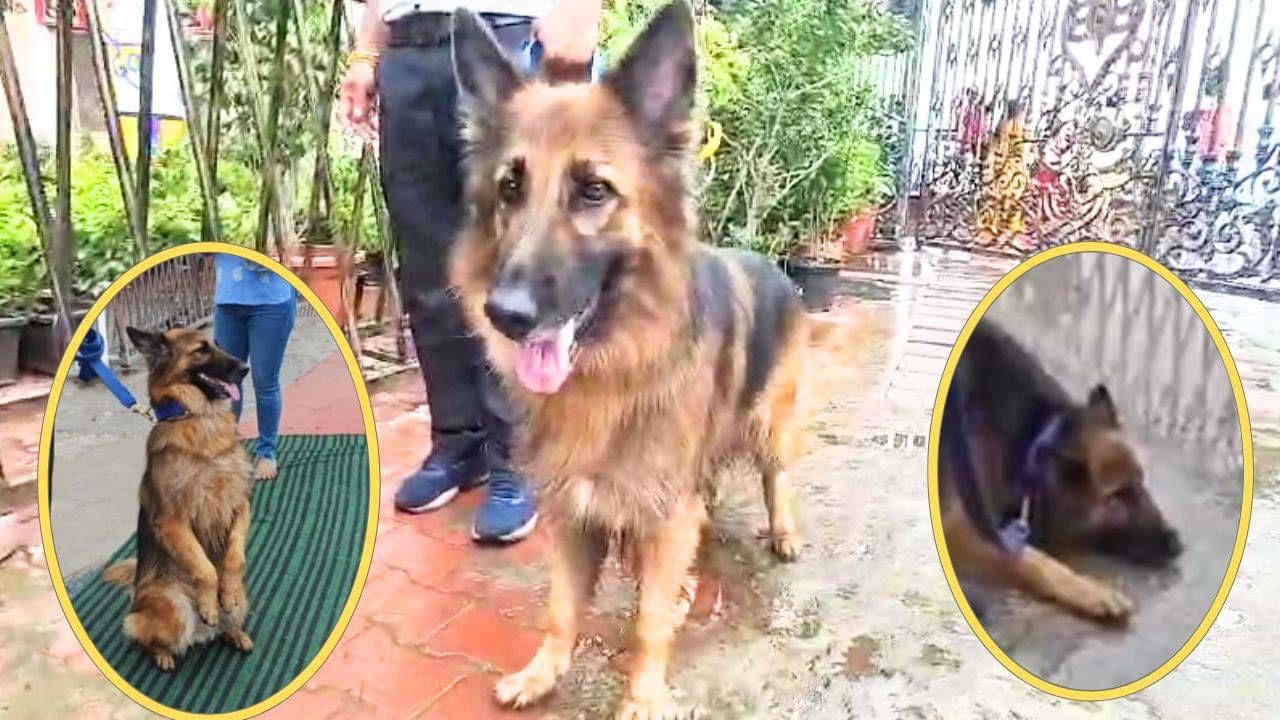 Maxi the Police Dog: ಪ್ರತಿ ಶ್ರಾವಣ ಸೋಮವಾರದಂದು ಉಪವಾಸ ಮಾಡುತ್ತೆ ಈ ಶ್ವಾನ; 'ಮ್ಯಾಕ್ಸಿ'ಯ ಶಿವ ಭಕ್ತಿಗೆ ನೆಟ್ಟಿಗರು ಫಿದಾ