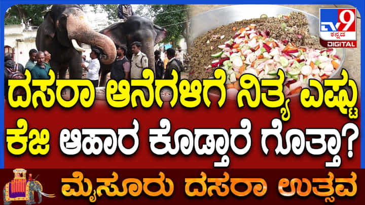 ದಸರಾ ಆನೆಗಳಿಗೆ ದಿನಕ್ಕೆ ಎಷ್ಟು ಆಹಾರ ಬೇಕು? ಇದಕ್ಕೆ ಎಷ್ಟು ಹಣ ಖರ್ಚಾಗುತ್ತೆ ಗೊತ್ತಾ? ದಸರಾ ಆನೆಗಳಿಗೆ ದಿನಕ್ಕೆ ಎಷ್ಟು ಆಹಾರ ಬೇಕು? ಇದಕ್ಕೆ ಎಷ್ಟು ಹಣ ಖರ್ಚಾಗುತ್ತೆ ಗೊತ್ತಾ?