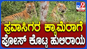 ಪ್ರವಾಸಿಗರ ಕ್ಯಾಮರಾಗೆ ಪೋಸ್ ಕೊಟ್ಟ ಹುಲಿರಾಯ: ವಿಡಿಯೋ ನೋಡಿ ಪ್ರವಾಸಿಗರ ಕ್ಯಾಮರಾಗೆ ಪೋಸ್ ಕೊಟ್ಟ ಹುಲಿರಾಯ: ವಿಡಿಯೋ ನೋಡಿ