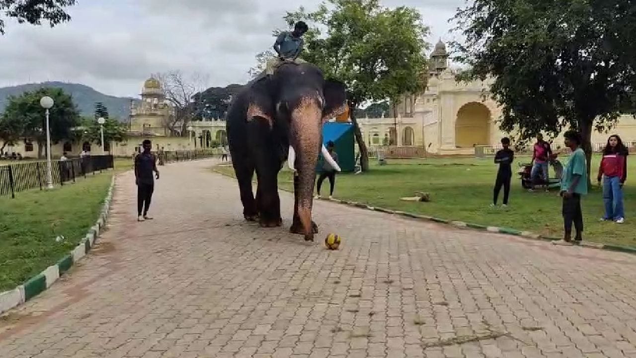 ಕಾಡಿಂದ ನಾಡಿಗೆ ಬಂದು ಮೈಸೂರು ಅರಮನೆ ಆವರಣದಲ್ಲಿ ಬೀಡು ಬಿಟ್ಟಿರುವ ಗಜಪಡೆಗಳು ಫುಟ್ಬಾಲ್ ಆಟದಲ್ಲಿ ನಿರತರವಾಗಿವೆ. ಪ್ರತಿನಿತ್ಯ ಕಾವಾಡಿಗಳು ಮಾವುತರ ಮಕ್ಕಳ ಜೊತೆ ಫುಟ್ಬಾಲ್ ಆಡುತ್ತಿವೆ. ಕಂಜನ್ ಹಾಗೂ ಇತರ ಆನೆಗಳ ಪುಟ್ಬಾಲ್ ಆಟ ಸಾಮಾಜಿಕ ಜಾಲತಾಣದಲ್ಲಿ ಸಖತ್ ವೈರಲ್ ಆಗಿದೆ. 