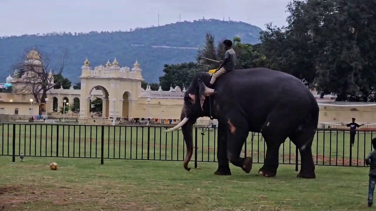 ಮೈಸೂರಿನಲ್ಲಿ ನಾಡಹಬ್ಬ ದಸರಾ ಆಚರಣೆ ಸಿದ್ದತೆ ಭರದಿಂದ ಸಾಗಿದೆ. ದಸರಾದ ಪ್ರಮುಖ ಆಕರ್ಷಣೆಯಾದ ಆನೆಗಳು ಮೈಸೂರಿಗೆ ಬಂದಿವೆ. ದಸರಾ ಆನೆಗಳಿಗೆ ರಾಜಾತಿಥ್ಯ ನೀಡಲಾಗತ್ತಿದೆ. ಅತಿಥಿಗಳನ್ನು ಸತ್ಕರಿಸುವುದು ನಮ್ಮ ಸಂಸ್ಕೃತಿ ಸಂಪ್ರದಾಯ. ಇದು ರಾಜ ಮಹಾರಾಜರ ಕಾಲದಿಂದಲೂ ನಡೆದುಕೊಂಡು ಬಂದಿದೆ. ಇದು ಪ್ರಾಣಿಗಳಿಗೂ ಅನ್ವಯಿಸುತ್ತದೆ. ಇದಕ್ಕೆ ಸಾಕ್ಷಿ ದಸರಾ ಗಜಪಡೆಗಳು.