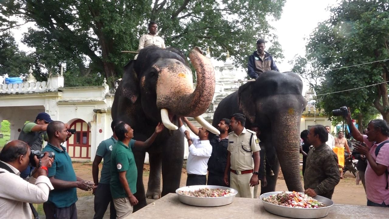 ಈ ಮೂಲಕ ದಸರಾ ಗಜಪಡೆಗಳನ್ನು ವಿಶ್ವವಿಖ್ಯಾತ ಮೈಸೂರು ದಸರಾ ಜಂಬೂಸವಾರಿಗೆ ಸಿದ್ದಪಡಿಸಲಾಗುತ್ತಿದೆ. ನಾಡಿನಲ್ಲಿ ರಾಯಲ್ ಸೇವೆ ಪಡೆಯುತ್ತಿರುವ ಜಂಬೂಸವಾರಿ ಗಜಪಡೆ ಪುಲ್ ಖುಷಿಯಾಗಿವೆ.