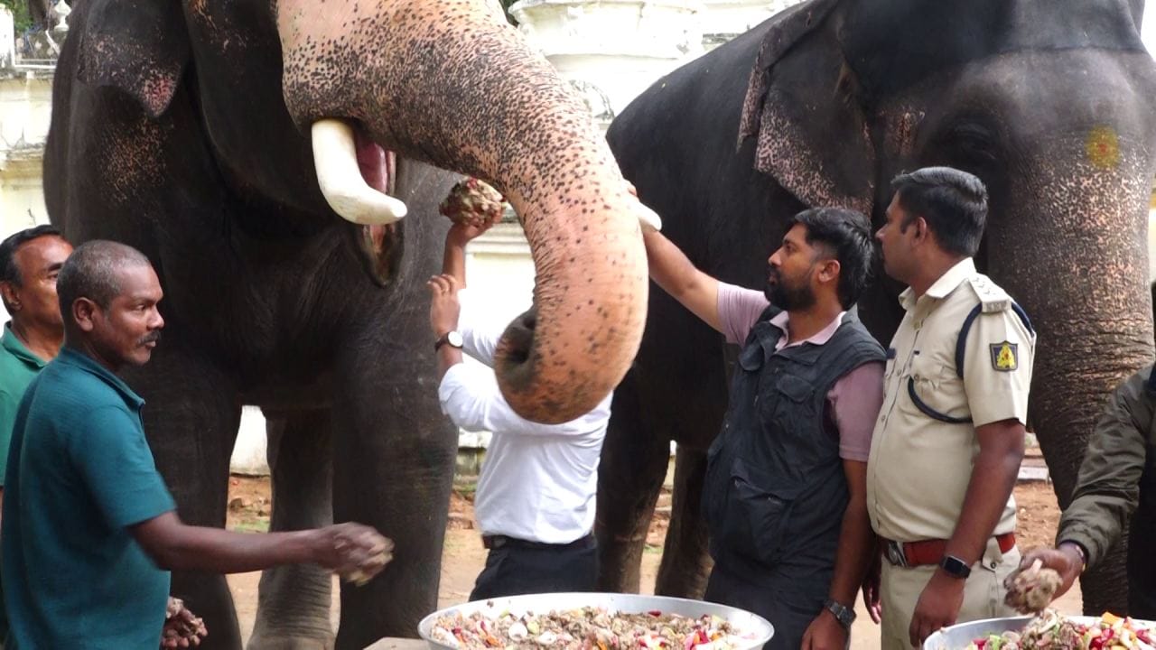 ಪ್ರೋಟಿನ್​ಯುಕ್ತ ವಿಶೇಷ ಆಹಾರ ಪ್ರತಿನಿತ್ಯ ಬೆಳಗ್ಗೆ ಹಾಗೂ ಸಂಜೆ 10 ಕೆಜಿ ನೀಡಲಾಗುತ್ತಿದೆ. ಪ್ರತಿದಿನ ವಾಕಿಂಗ್ ಮಾಡಿ ಬಂದ ನಂತರ ಈ ವಿಶೇಷ ಆಹಾರವನ್ನು ಗಜಪಡೆಗೆ ನೀಡಲಾಗುತ್ತಿದೆ. ದಸರಾ ಜಂಬೂಸವಾರಿಗಾಗಿ ಮೈಸೂರಿಗೆ ಬಂದಿರುವ ಆನೆಗಳಿಗೆ ವಿಶೇಷ ಆಹಾರದ ಜೊತೆ ಸಾಂಪ್ರದಾಯಿಕ ಆಹಾರವನ್ನೂ ನೂರಾರು ಕೆಜಿ ನೀಡಲಾಗುತ್ತಿದೆ. ಆನೆಗಳ ಆಹಾರಕ್ಕೆ 55 ರಿಂದ 60 ಲಕ್ಷ ವೆಚ್ಚ ಆಗಲಿದೆ.