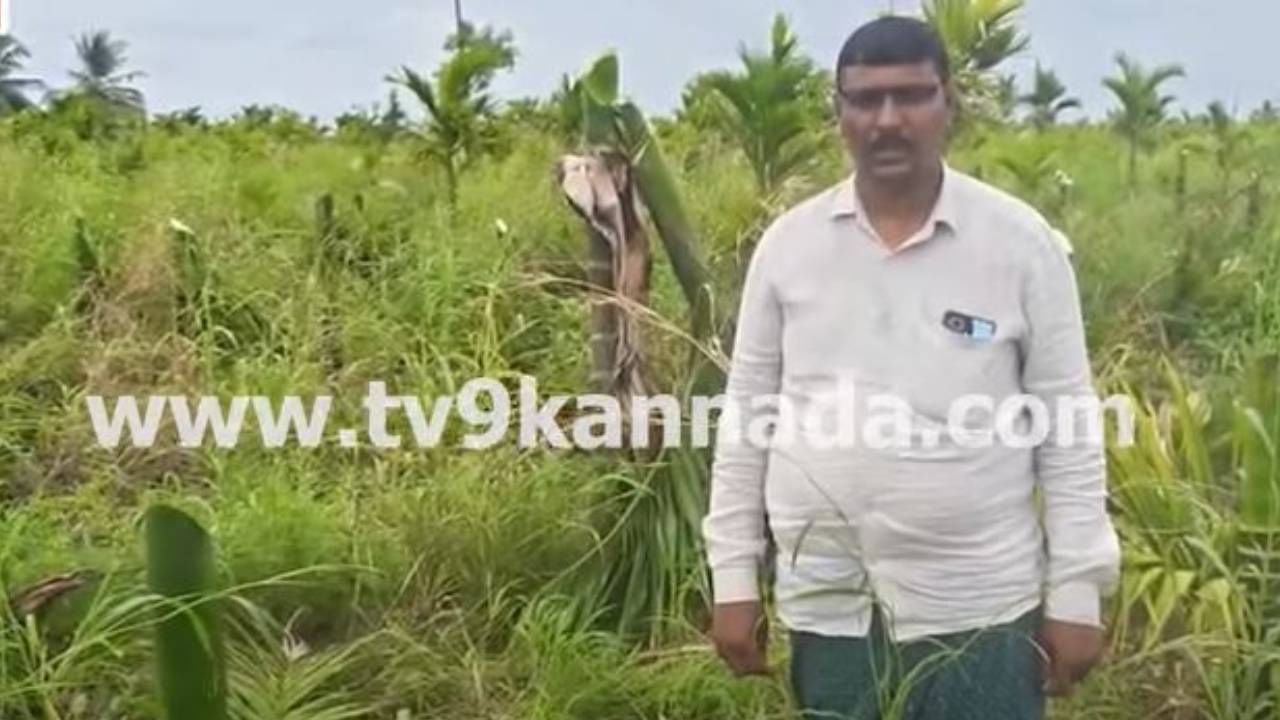 ದಾವಣಗೆರೆ: ಅಡಕೆ ತೋಟಕ್ಕೆ ನುಗ್ಗಿ ಏನಿಲ್ಲವೆಂದರೂ ಮುನ್ನೂರು ಅಡಕೆ ಮರಗಳನ್ನು ಕಡಿದುಹಾಕಿರುವ ದುಷ್ಟರು ದಾವಣಗೆರೆ: ಅಡಕೆ ತೋಟಕ್ಕೆ ನುಗ್ಗಿ ಏನಿಲ್ಲವೆಂದರೂ ಮುನ್ನೂರು ಅಡಕೆ ಮರಗಳನ್ನು ಕಡಿದುಹಾಕಿರುವ ದುಷ್ಟರು