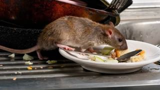 Optical Illusion: ಈ ಚಿತ್ರದಲ್ಲಿ ಅಡಕವಾಗಿರುವ ಪ್ರಾಣಿ ಯಾವುದು ಎಂದು ಕಂಡು ಹಿಡಿಯಲು ನಿಮ್ಮಿಂದ ಸಾಧ್ಯವೇ?