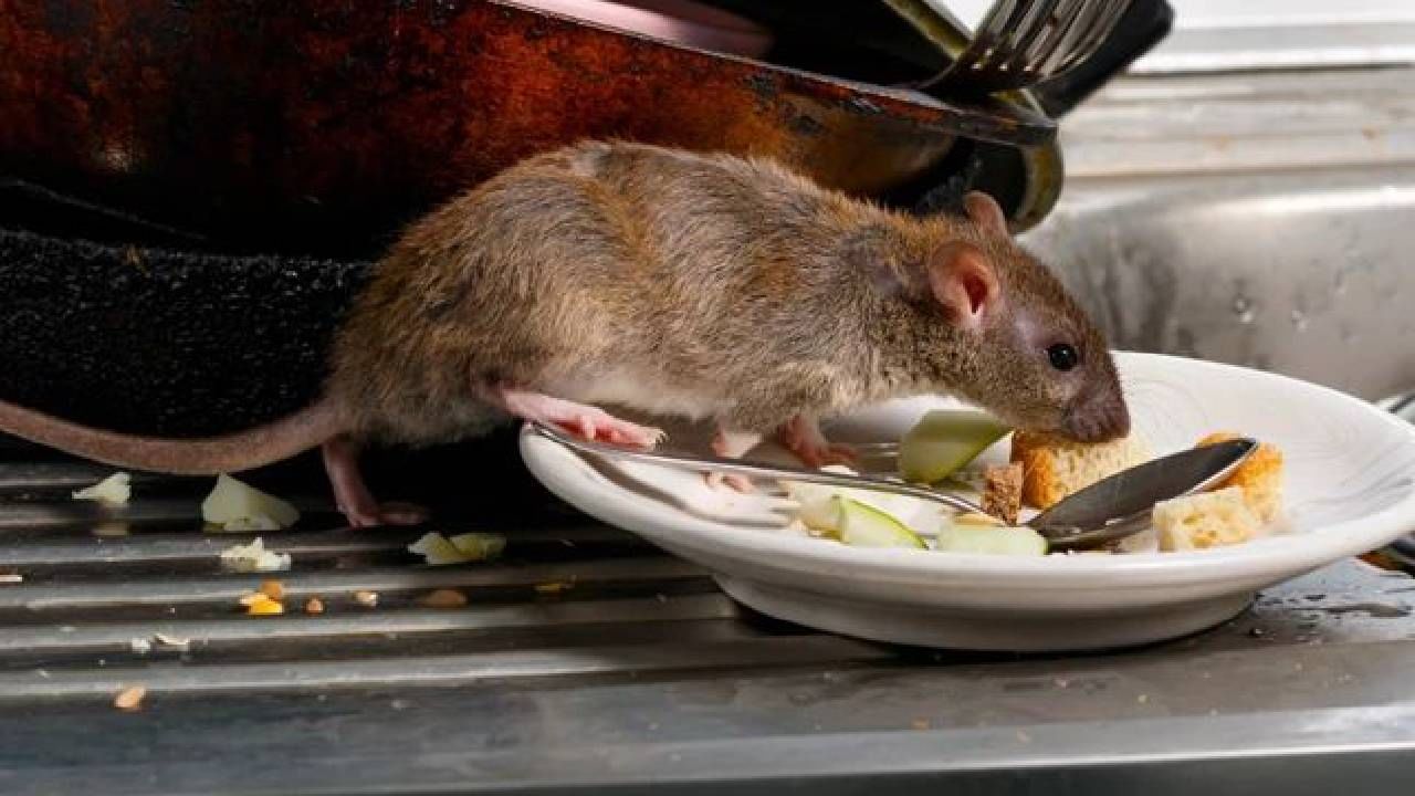 ಮನೆಯಲ್ಲಿ ಇಲಿಗಳ ಕಾಟವೇ? ಈ ಟಿಪ್ಸ್ ಪಾಲಿಸಿದರೆ ಈ ಸಮಸ್ಯೆಯಿಂದ ನಿಮಗೆ ಸಿಗುತ್ತೆ ಮುಕ್ತಿ