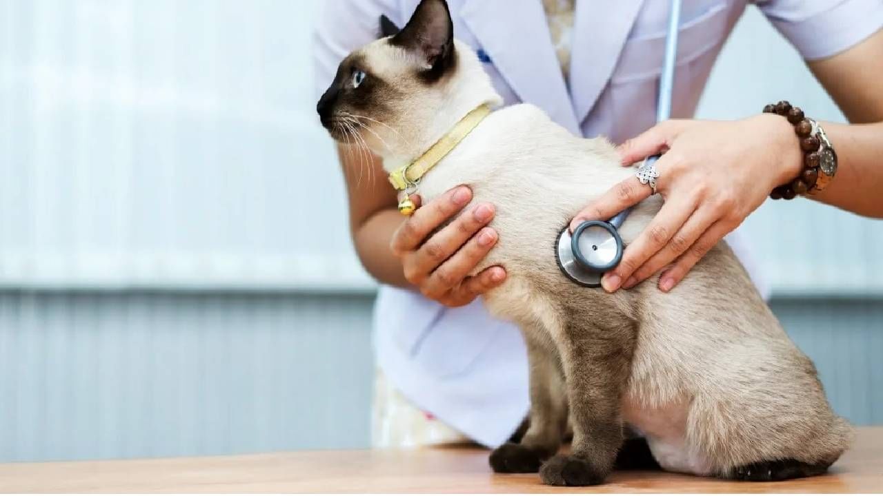 Pet Clinic: ಪಶು ಚಿಕಿತ್ಸಾಲಯ ತೆರೆಯಲು ಶೈಕ್ಷಣಿಕ ಅರ್ಹತೆಗಳೇನು? ಪರವಾನಗಿ ಪಡೆಯುವುದು ಹೇಗೆ? Pet Clinic: ಪಶು ಚಿಕಿತ್ಸಾಲಯ ತೆರೆಯಲು ಶೈಕ್ಷಣಿಕ ಅರ್ಹತೆಗಳೇನು? ಪರವಾನಗಿ ಪಡೆಯುವುದು ಹೇಗೆ?