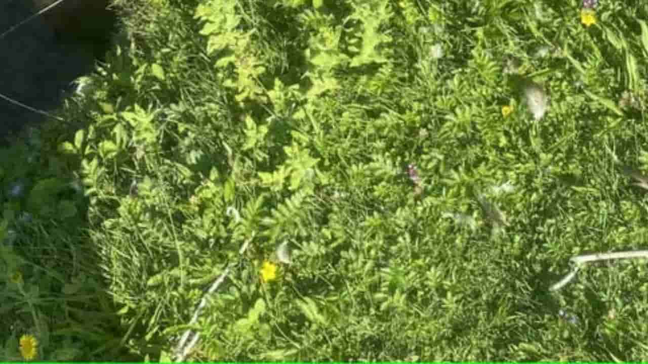 Optical Illusion: ಈ ಚಿತ್ರದಲ್ಲಿ ಅಡಗಿರುವ ಕಪ್ಪೆಯನ್ನು 12 ಸೆಕೆಂಡುಗಳಲ್ಲಿ ಹುಡುಕಬಲ್ಲಿರಾ?