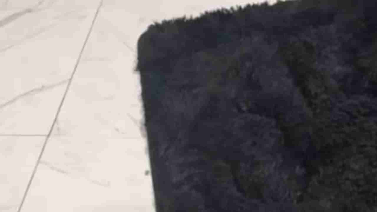 Optical Illusion: ನಿಮ್ಮ ಕಣ್ಣಿಗೊಂದು ಸವಾಲ್; ಈ ಚಿತ್ರದಲ್ಲಿ ಅಡಗಿರುವ ಶ್ವಾನವನ್ನು ಕಂಡುಹಿಡಿಯಬಲ್ಲಿರಾ?