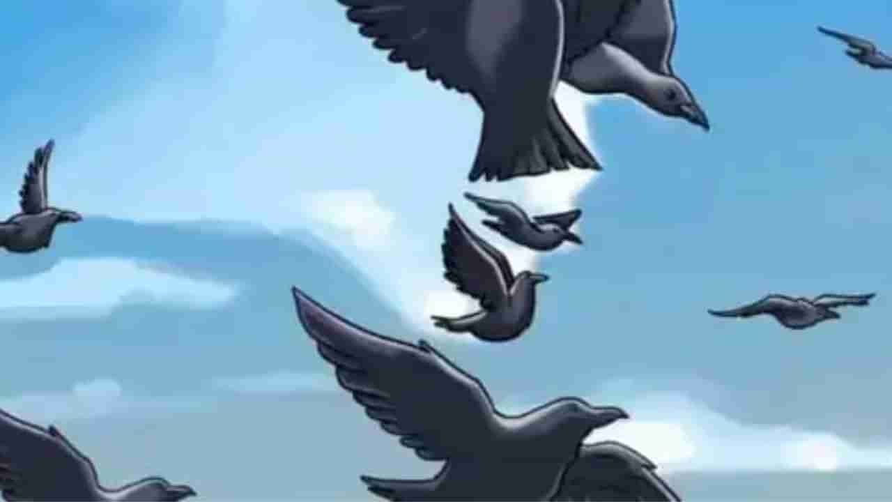 Optical Illusion : ಜಸ್ಟ್ 10 ಸೆಕೆಂಡುಗಳಲ್ಲಿ ಹಾರುವ ಹಕ್ಕಿಗಳ ನಡುವೆ ಅಡಗಿರುವ ಮನುಷ್ಯನ ಮುಖವನ್ನು ಹುಡುಕಿ