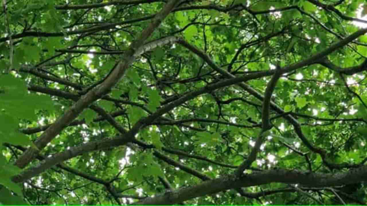 Optical Illusion: ಹಚ್ಚಹಸಿರಿನ ಮರಗಳ ನಡುವೆ ಅಡಗಿದೆ ಚಂದದ ಗಿಣಿ; ಜಸ್ಟ್ 10 ಸೆಕೆಂಡುಗಳಲ್ಲಿ ಹುಡುಕಿ ಹೇಳಿ