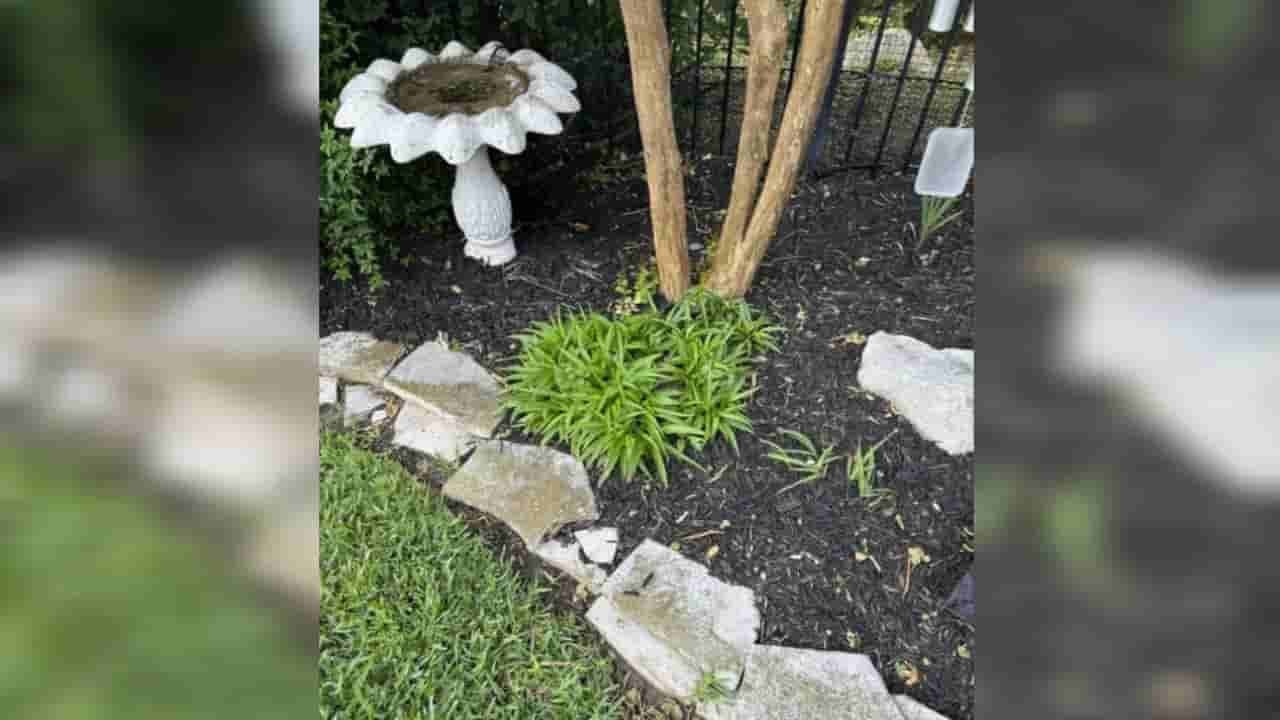 Optical illusion: ಈ ಚಿತ್ರದಲ್ಲಿ ಅಡಗಿರುವ ಹಾವನ್ನು ಕಂಡು ಹಿಡಿಯಬಲ್ಲಿರಾ?