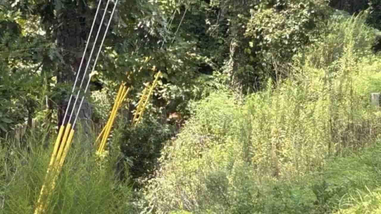 Optical Illusion: ದಟ್ಟ ಕಾನನದ ನಡುವೆ ಜಿಂಕೆ ಎಲ್ಲಿದೆ ಎಂದು ಕಂಡುಹಿಡಿಯಬಲ್ಲಿರಾ?