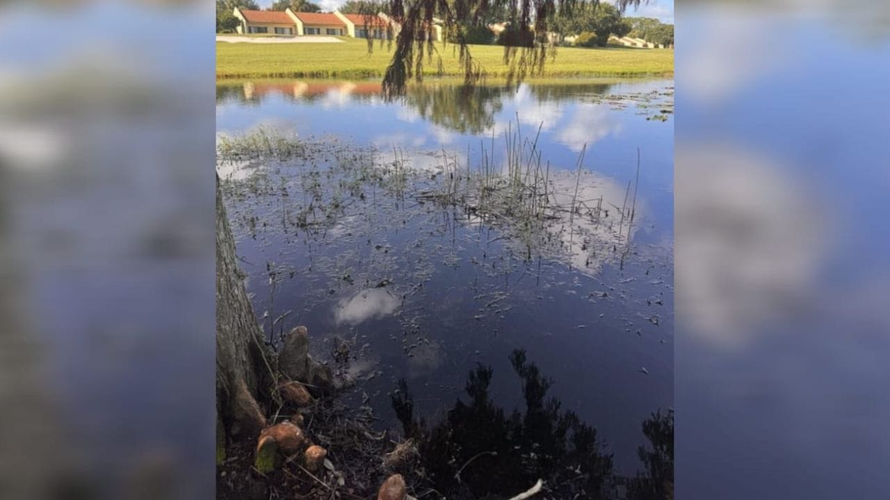 Optical Illusion: ಈ ಚಿತ್ರದಲ್ಲಿ ಅಡಗಿರುವ ಮೊಸಳೆಯನ್ನು ಹುಡುಕಬಲ್ಲಿರಾ?