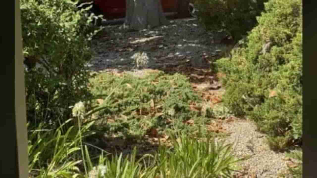 Optical Illusion: ಈ ಚಿತ್ರದಲ್ಲಿ ಮಲಗಿರುವ ಬೆಕ್ಕನ್ನು ಕಂಡು ಹಿಡಿಯಬಲ್ಲಿರಾ?