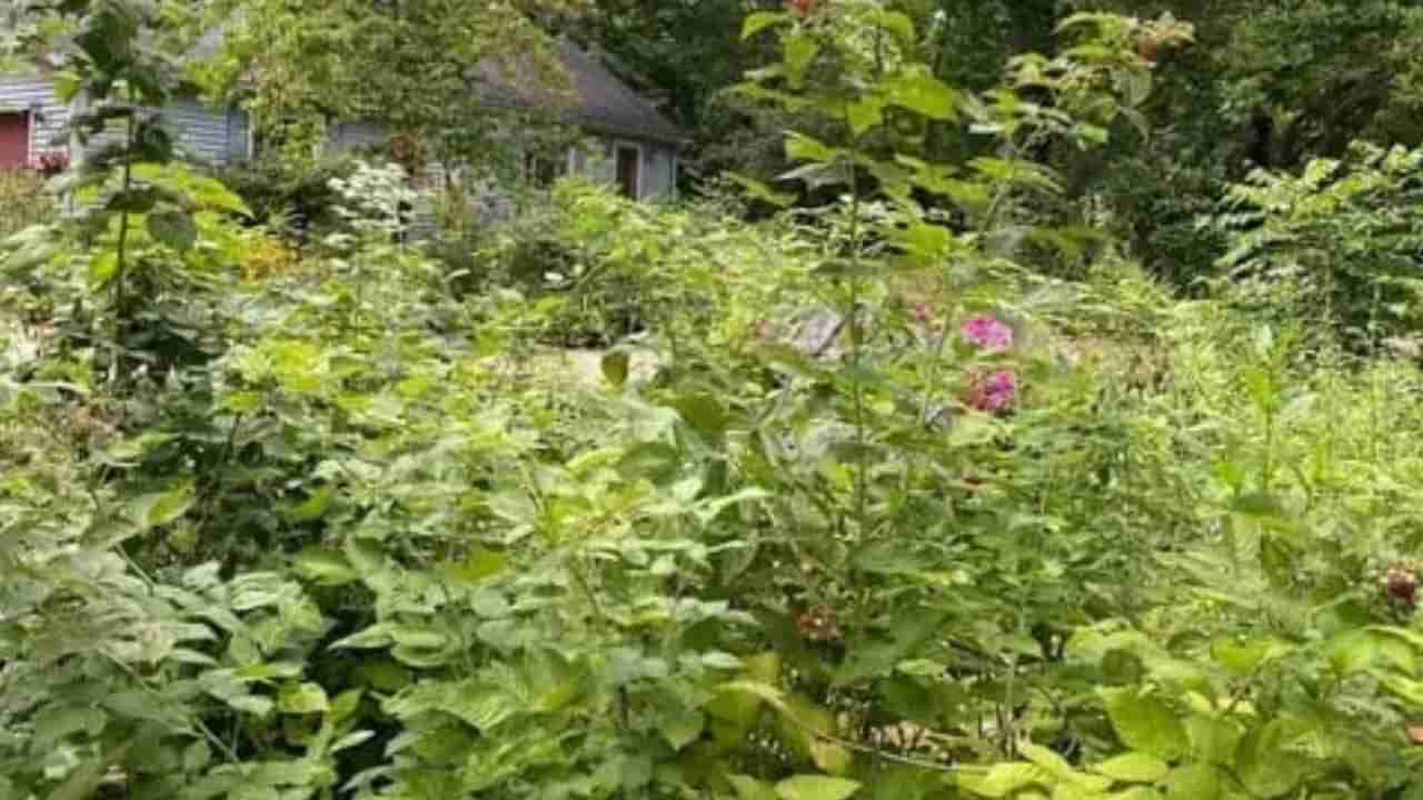 Optical Illusion: ಹಚ್ಚಹಸಿರಿನ ಪರಿಸರದ ನಡುವೆ ಕಪ್ಪೆ ಎಲ್ಲಿದೆ ಎಂದು ಹೇಳಬಲ್ಲಿರಾ?