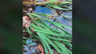 Video: ತನ್ನ ಕುಟುಂಬದೊಂದಿಗೆ ಅಮೆರಿಕಕ್ಕೆ ಮರಳುವ ಸಮಯ ಬಂತು, ಭಾರತ ಬಿಟ್ಟು ಹೊರಡುವಾಗ ಅಮೆರಿಕನ್ ಮಹಿಳೆ ಭಾವುಕ