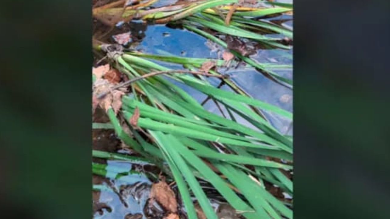 Optical Illusion: ಈ ಚಿತ್ರದಲ್ಲಿ ಅಡಗಿರುವ ಆಮೆಯನ್ನು 10 ಸೆಕೆಂಡುಗಳಲ್ಲಿ ಗುರುತಿಸಬಹುದೇ? Optical Illusion: ಈ ಚಿತ್ರದಲ್ಲಿ ಅಡಗಿರುವ ಆಮೆಯನ್ನು 10 ಸೆಕೆಂಡುಗಳಲ್ಲಿ ಗುರುತಿಸಬಹುದೇ?