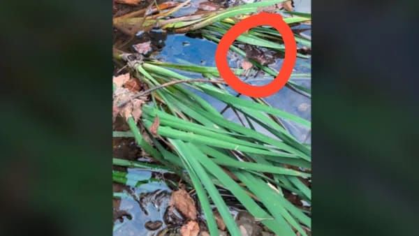 Optical Illusion Answer