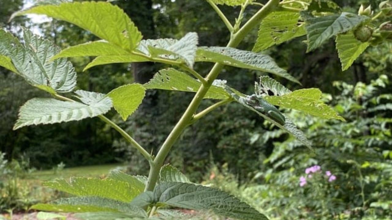 Optical Illusion Answer