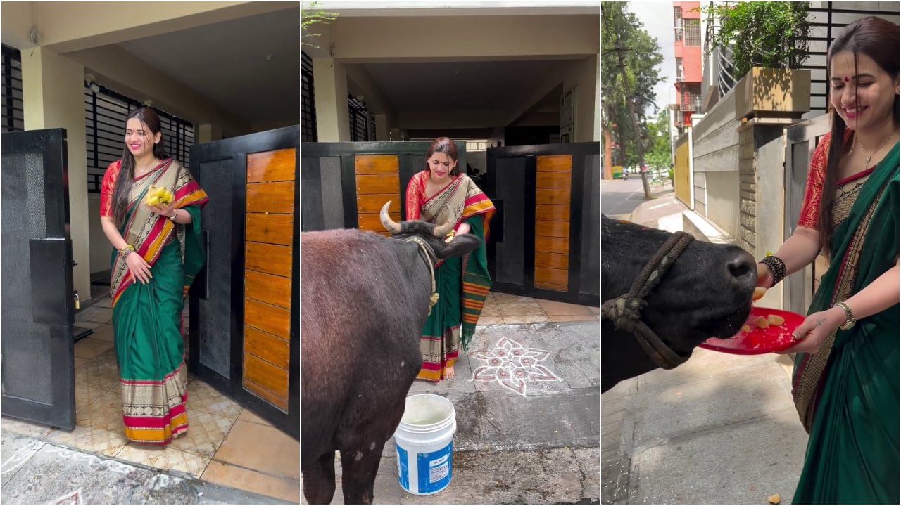 ಗೋವುಗಳ ಬಗ್ಗೆ ಪವಿತ್ರಾ ಗೌಡಗೆ ಅದೆಷ್ಟು ಪ್ರೀತಿ; ಇಲ್ಲಿದೆ ವೈರಲ್ ವಿಡಿಯೋ