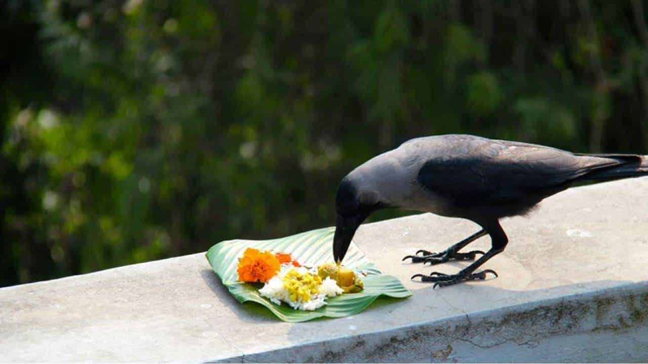 Pitru Paksha 2025: ಪಿತೃಪಕ್ಷದ ಮಹತ್ವ ಮತ್ತು ವಿಧಿವಿಧಾನಗಳ ಬಗ್ಗೆ ಮಾಹಿತಿ ಇಲ್ಲಿದೆ